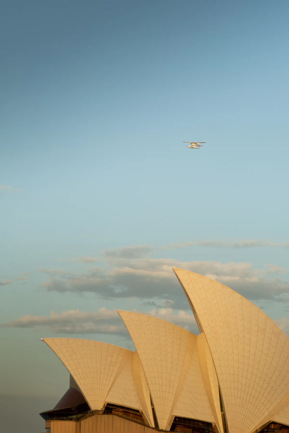 Close view of two Opera House sails glowing in late light, a gull overhead