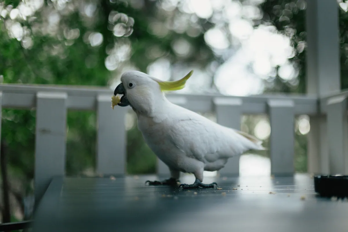 A sulphur-crested cockatoo walking across a verandah table with a crumb in its beak
