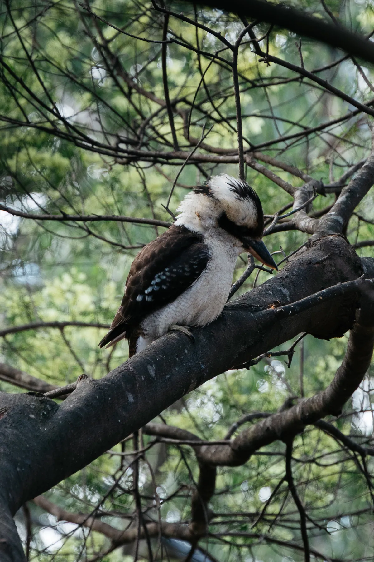 A kookaburra perched on a curved branch among fine leaves