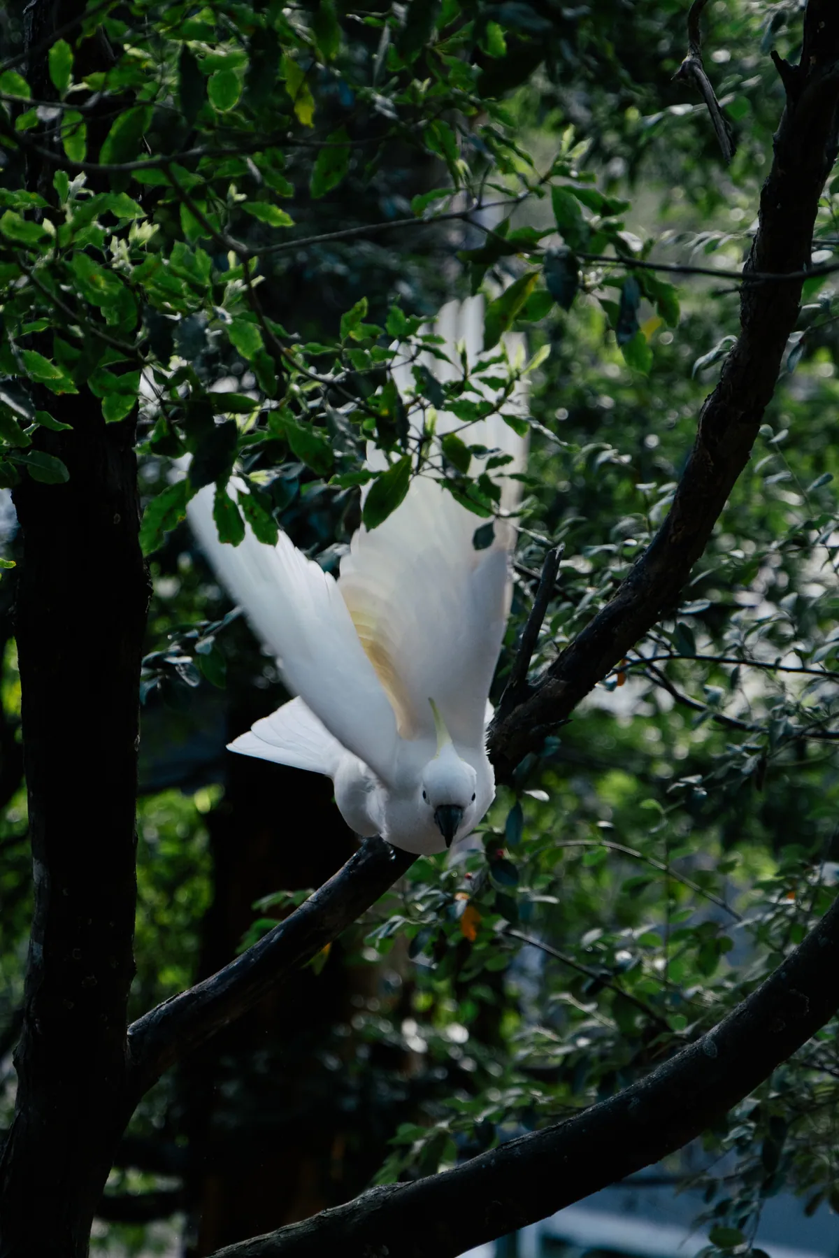 A white cockatoo with wings spread, dropping out of a dark tree