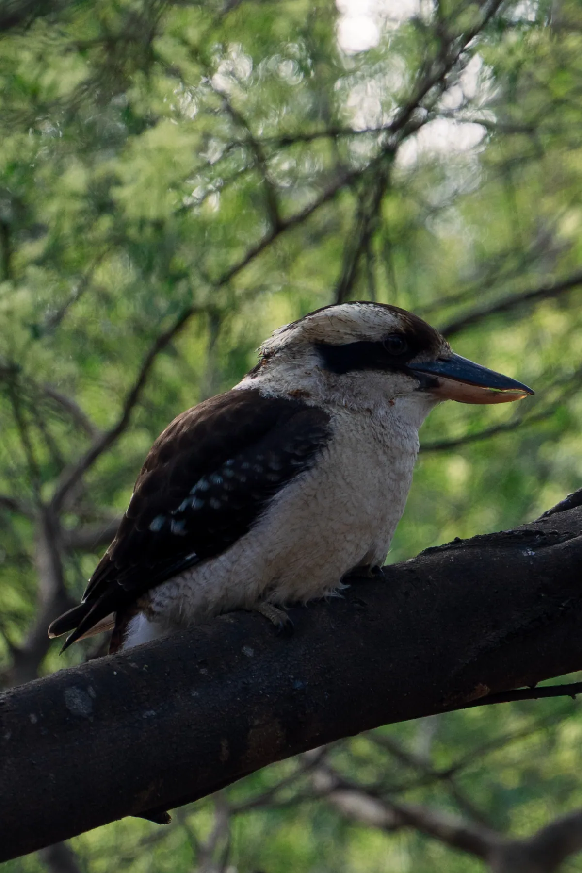 Close portrait of a kookaburra on a branch, its long beak in profile